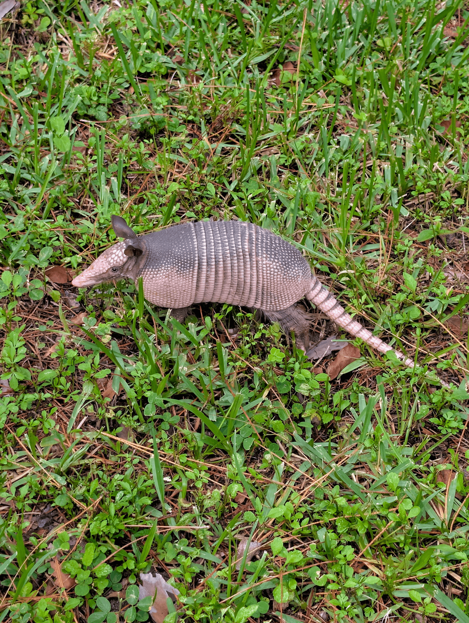 Armadillo in residential yard — expert armadillo trapping New Port Richey