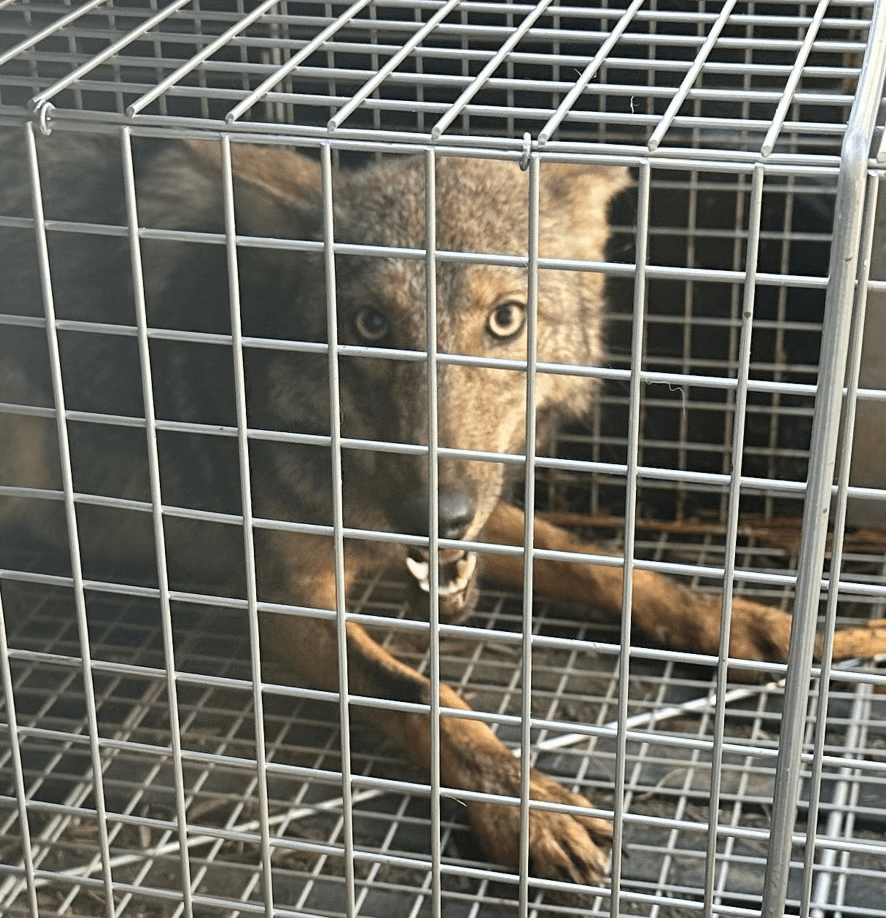 Coyote captured in cage trap by Native Wildlife Solutions — Pasco County FL