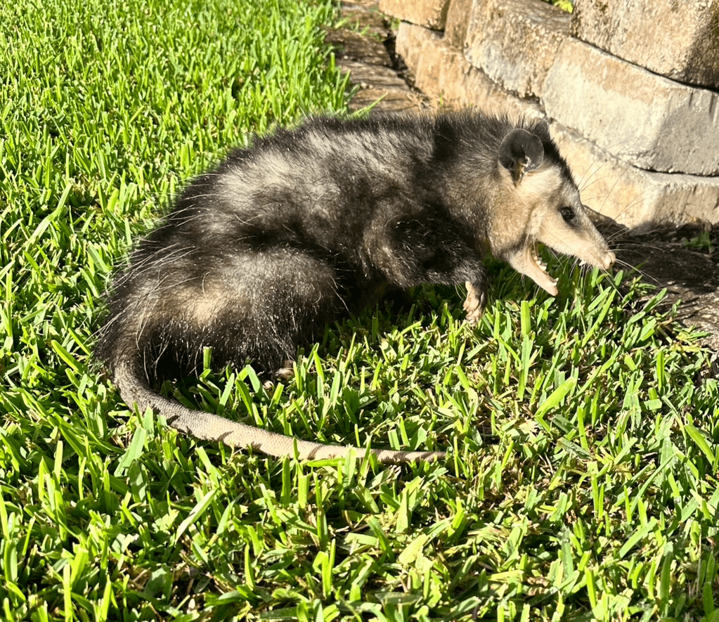 Opossum showing defensive behavior — safely removed from residential yard