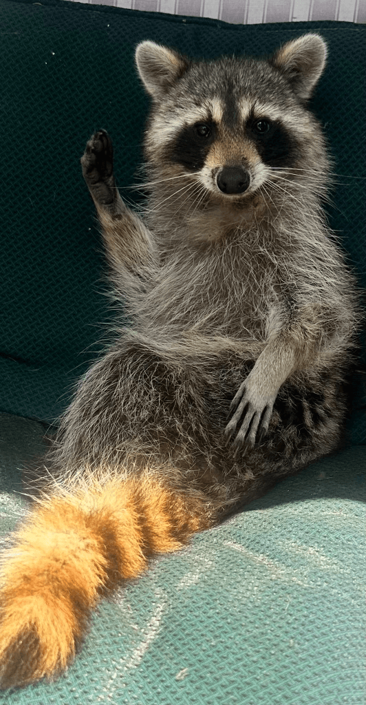 Juvenile raccoon removed from home by Native Wildlife Solutions