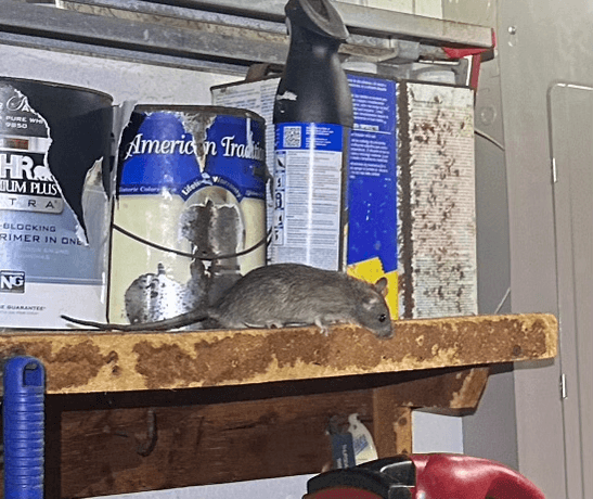 Rat discovered on garage shelving — rodent control New Port Richey FL