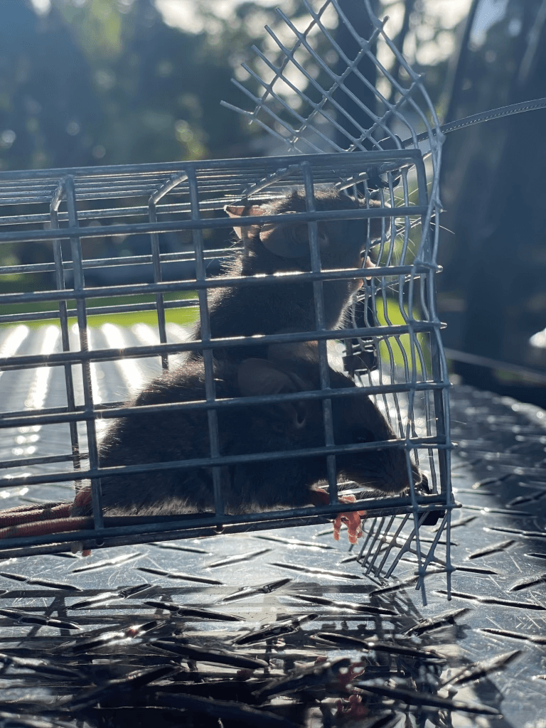 Rats caught in live cage trap — rodent control New Port Richey FL