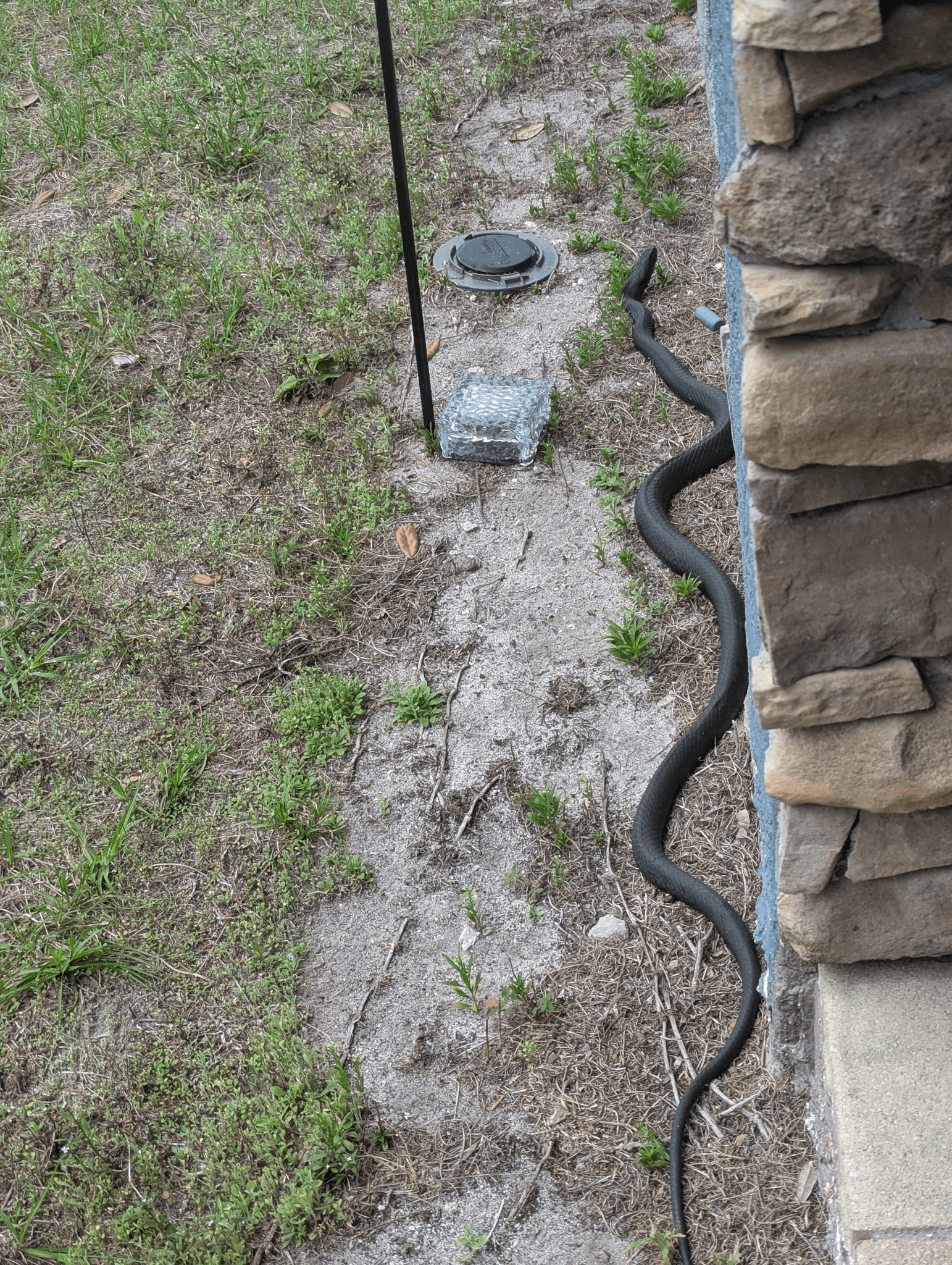 Black snake along stone wall — safe capture and relocation by licensed trapper