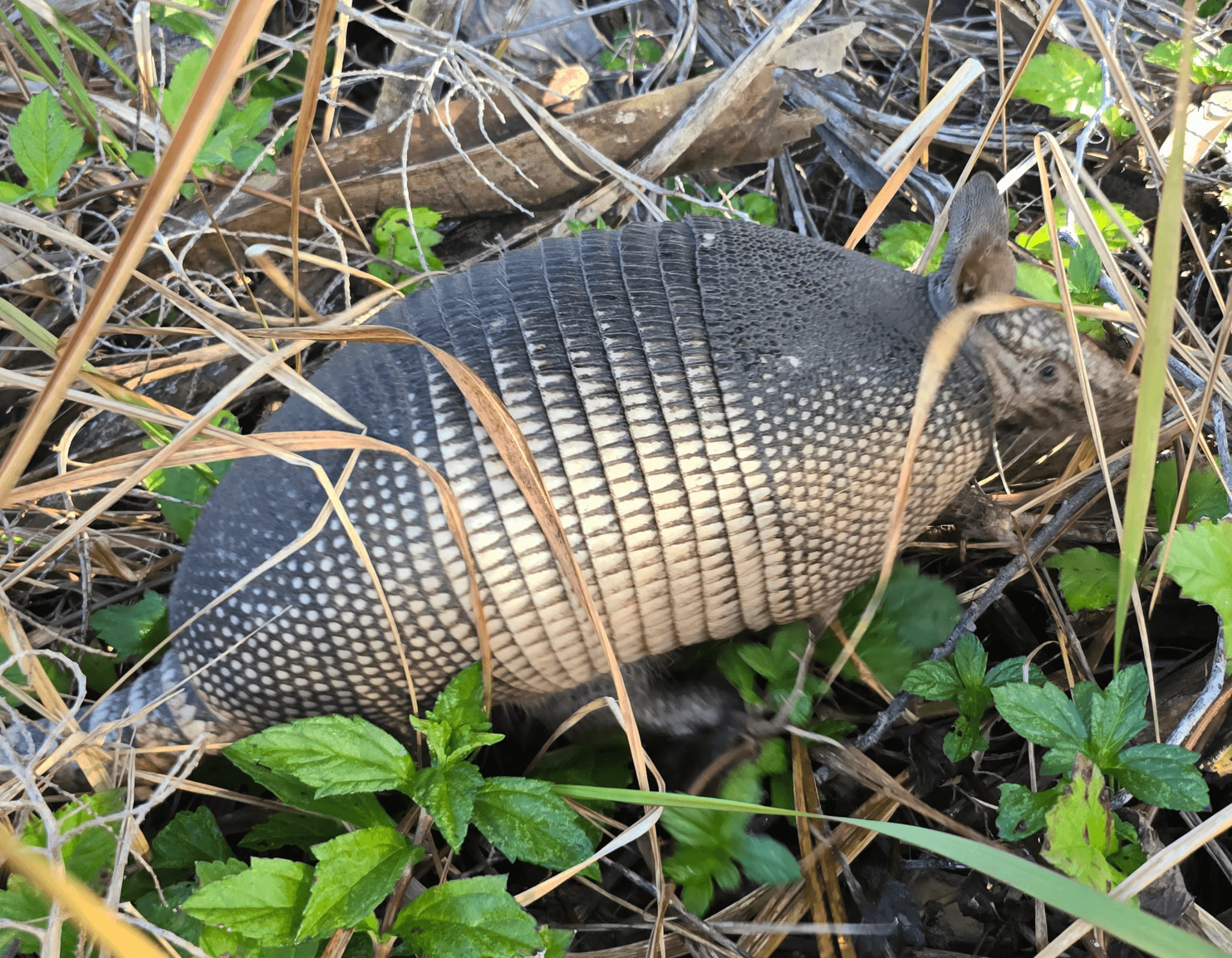 Armadillo in Florida vegetation — target for professional trapping by Native Wildlife Solutions