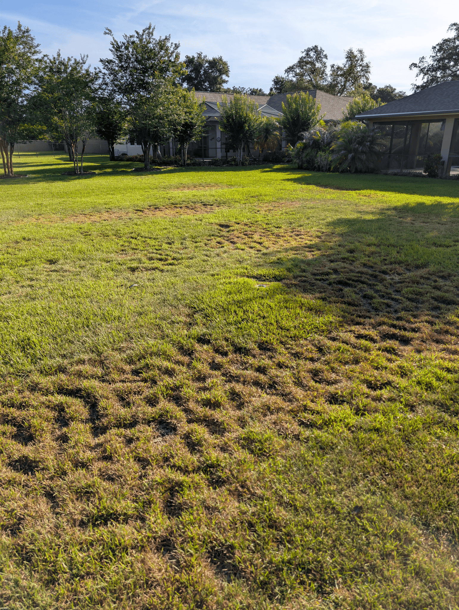 Armadillo damage to Florida lawn — holes dug overnight in residential yard