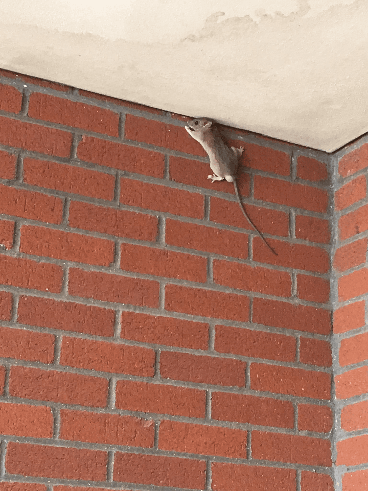 Mouse climbing brick wall to enter home — exclusion by Native Wildlife Solutions
