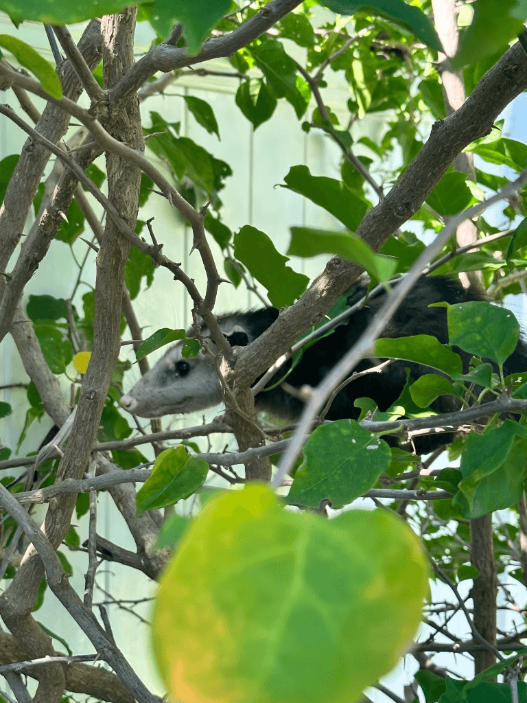 Opossum hiding in tree branches near house — before removal by Native Wildlife Solutions