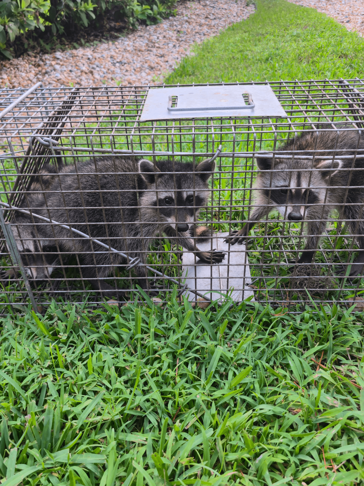 Two raccoons successfully trapped by Native Wildlife Solutions — Pasco County FL